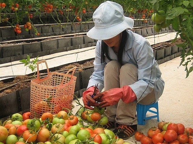 Dự án tổ hợp sơ chế, chế biến, bảo quản nông sản thực phẩm công nghệ cao tại xã Hưng Nhân, huyện Vĩnh Bảo (Hải Phòng) tổng vốn đầu tư 436,9 tỉ đồng