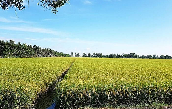 Tính đến nay, tỉnh An Giang đã thu hoạch vụ lúa đông xuân 2020-2021 hơn 13.400ha/230.000ha, đạt 5,83% đạt năng suất 7,14 tấn/ha