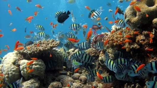 Quảng Nam: Dọn vệ sinh đáy biển bảo vệ rạn san hô ở Cù Lao Chàm