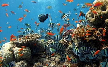 Quảng Nam: Dọn vệ sinh đáy biển bảo vệ rạn san hô ở Cù Lao Chàm