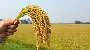 Đồng Tháp: Sản xuất lúa và nông sản sạch gắn với liên kết tiêu thụ