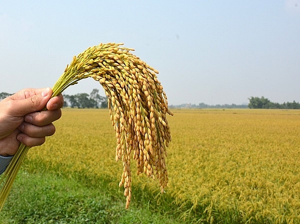 Đồng Tháp sản xuất lúa và nông sản sạch gắn với liên kết tiêu thụ