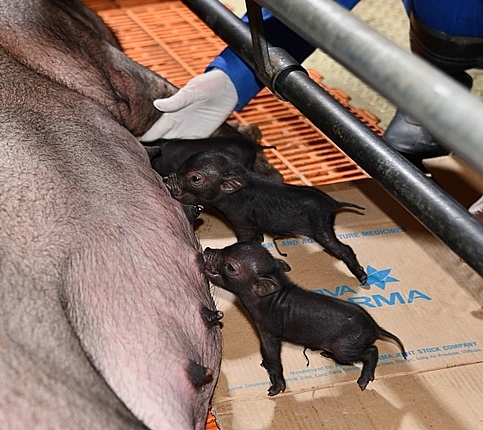 Lần đầu tiên, Việt Nam nhân bản thành công lợn ỉ có nguy cơ tuyệt chủng