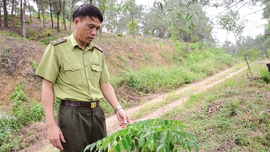 Bắc Ninh: Duy trì ổn định diện tích hơn 472 ha rừng phòng hộ