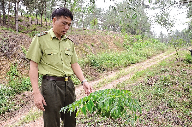Bắc Ninh duy trì ổn định diện tích hơn 472 ha rừng phòng hộ