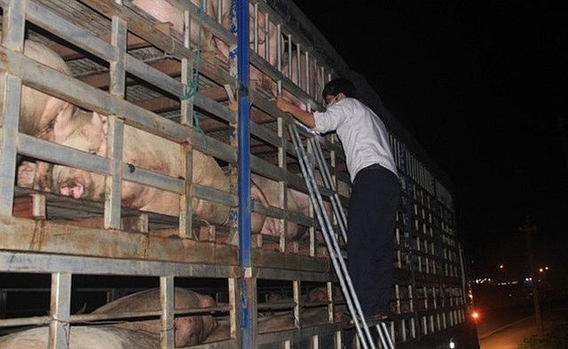 Cà Mau tăng cường kiểm soát vận chuyển lợn, sản phẩm từ lợn qua biên giới