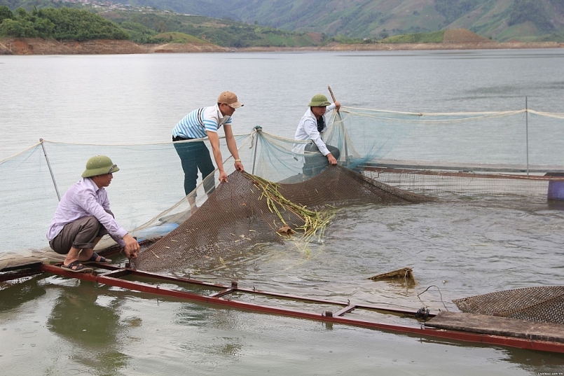 Lai Châu: Bảo vệ và phát triển nguồn lợi thủy sản trên địa bàn tỉnh