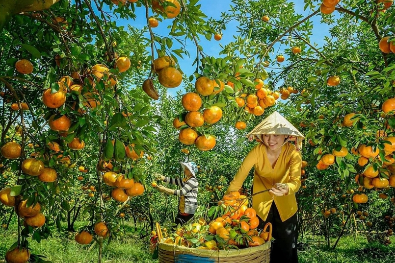 Đồng Tháp: Nghiên cứu giải pháp phát triển bền vững cây quýt Hồng Đồng Tháp: Nghiên cứu giải pháp phát triển bền vững cây quýt Hồng