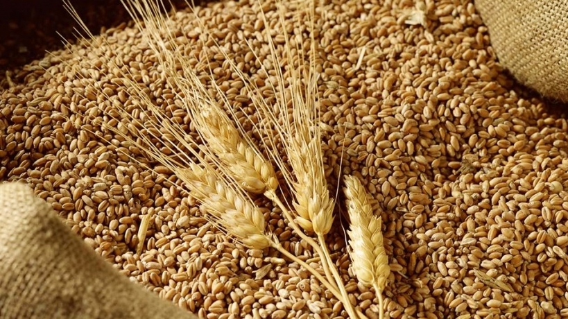 FAO: Sản lượng lúa mì toàn cầu có thể tăng và đạt mức kỷ lục