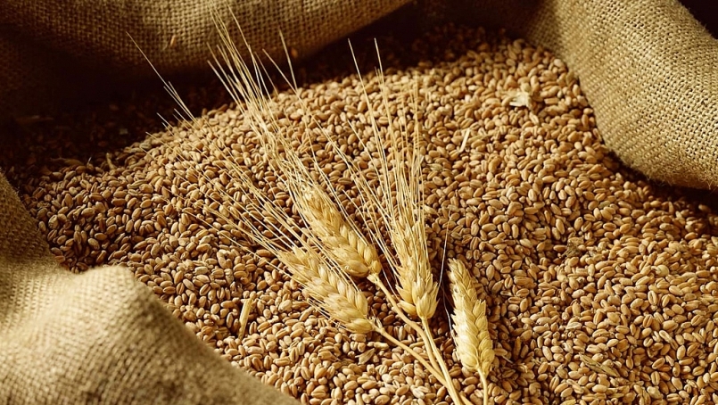 FAO: Sản lượng lúa mì toàn cầu có thể tăng và đạt mức kỷ lục