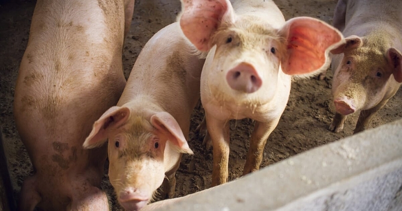 Giá thịt lợn hôm nay 24/3 đi ngang tại nhiều tỉnh thành