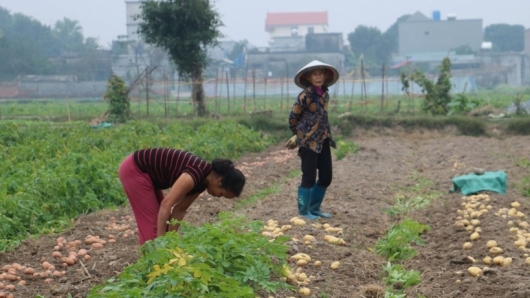 Thái Bình: Giá trị sản xuất ngành nông nghiệp quý I năm 2021 ước đạt 6.428 tỷ đồng