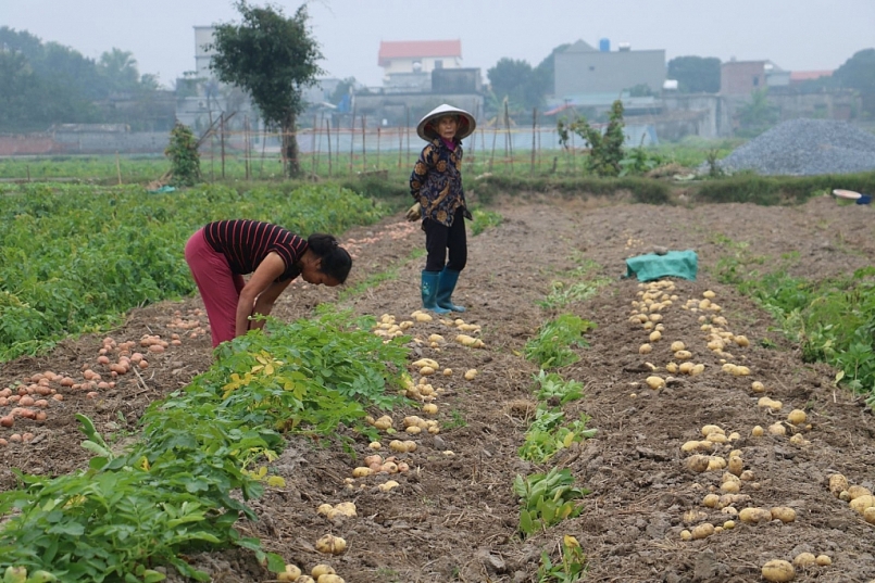 Thái Bình: Giá trị sản xuất ngành nông nghiệp quý I năm 2021 ước đạt 6.428 tỷ đồng