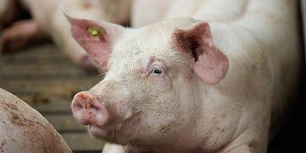 Giá thịt lợn hôm nay 25/3: Tiếp tục chững giá tại nhiều tỉnh thành
