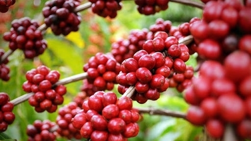 Giá cà phê hôm nay 26/3: Đi ngang tại các địa phương