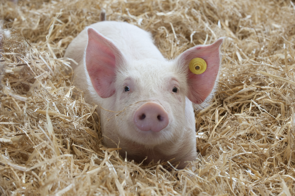 Giá thịt lợn hôm nay 26/3: Điều chỉnh từ 1.000 đến 2.000 đồng