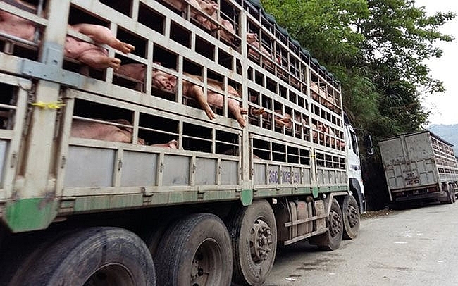 Sở Nông nghiệp và Phát triển nông thôn đề nghị tăng cường kiểm soát vận chuyển lợn, sản phẩm từ lợn ra, vào tỉnh Bắc Kạn