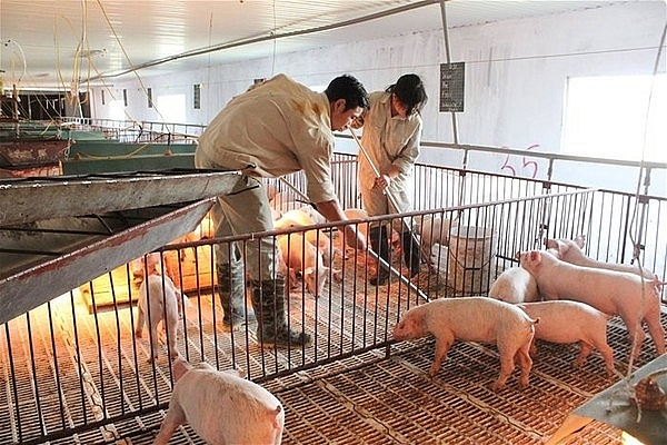 Giá thịt lợn hôm nay 29/3: Tăng giảm trái chiều tại nhiều nơi
