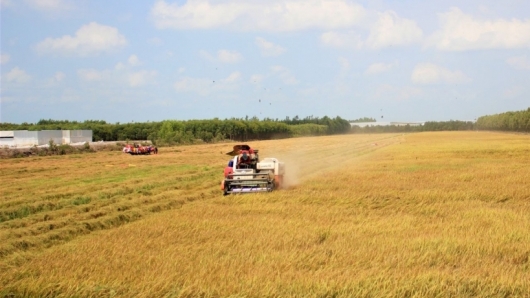 Đồng bằng sông Cửu Long đã thu hoạch được 731.300 ha lúa Đông Xuân