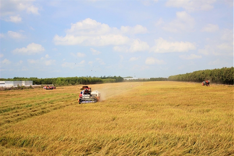 Đồng bằng sông Cửu Long đã thu hoạch được 731.300 ha lúa Đông Xuân