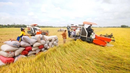 An Giang: 46.775ha diện tích lúa Đông Xuân được liên kết tiêu thụ