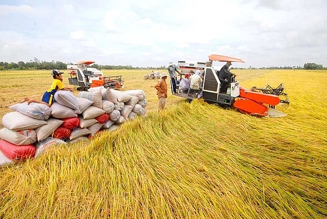 An Giang: 46.775ha diện tích lúa Đông Xuân được liên kết tiêu thụ