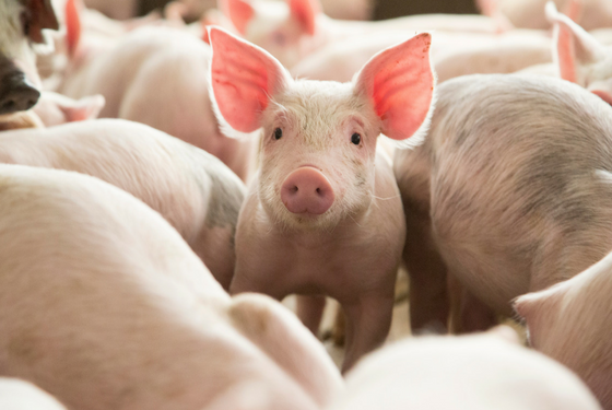 Giá thịt lợn hôm nay 31/3: Điều chỉnh từ 1.000 - 2.000 đồng/kg