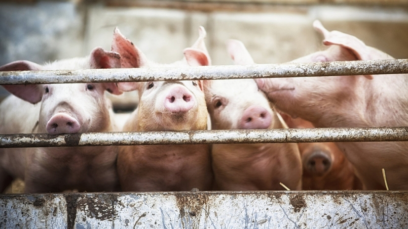 Giá thịt lợn hôm nay 1/4: Giảm rải rác ở một số tỉnh thành