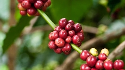 Giá cà phê hôm nay 5/4: Đi ngang đầu tuần