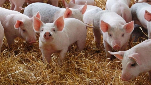 Giá thịt lợn hôm nay 5/4: Điều chỉnh tại hai miền Bắc-Nam