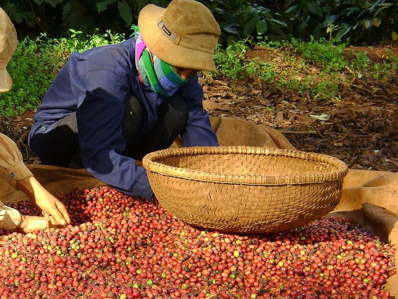 Xuất khẩu cà phê trong tháng 3 đạt 145.000 tấn