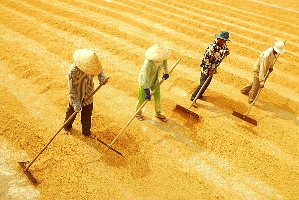 “Trúng mùa - được giá” đang tạo ra sự phấn chấn cho hàng trăm nghìn nông dân đồng bằng sông Cửu Long