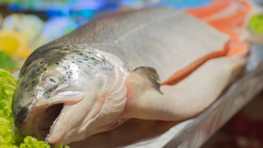 Giữ độ tươi của cá bằng công nghệ đá sệt và bể cá nhựa cốt sợi thủy