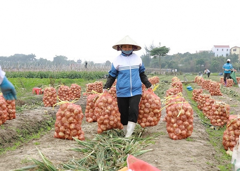 Hà Nội:  Tăng trưởng nông, lâm nghiệp, thủy sản của Hà Nội ước đạt 2,51%