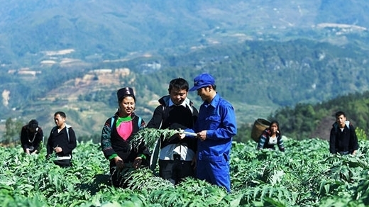 Lào Cai: Ổn định và phát triển vùng trồng cây dược liệu đạt quy mô trên 3.000 ha