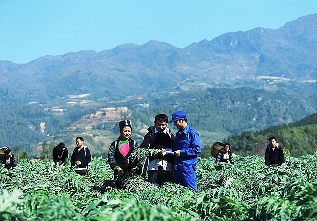 Lào Cai: Ổn định và phát triển vùng trồng cây dược liệu đạt quy mô trên 3.000 ha