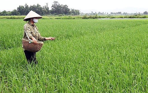 Bắc Ninh: Mở rộng các mô hình trình diễn sản xuất lúa vụ Xuân lên hơn 1.000 ha