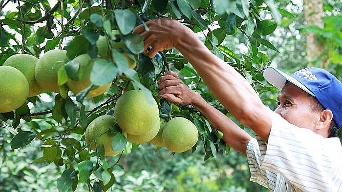năm 2021, Hà Nội đặt mục tiêu chăm sóc, cải tạo hơn 1.000ha cây ăn quả hiện có thông qua kỹ thuật mới (ảnh minh họa)