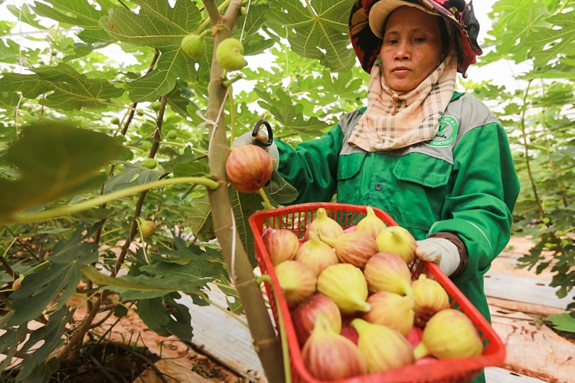 Đồng Nai: Phát triển mạnh diện tích vườn cây ăn trái