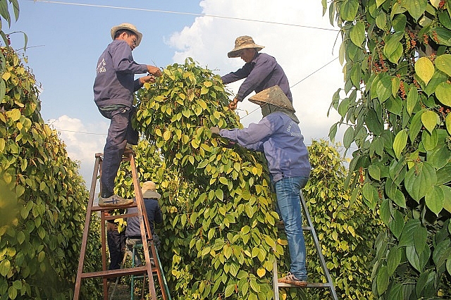 Giá hồ tiêu hôm nay 12/4: Ổn định đầu tuần