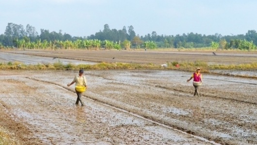 Kiên Giang: Tập trung sản xuất vụ lúa Hè Thu năm 2021 an toàn, hiệu quả