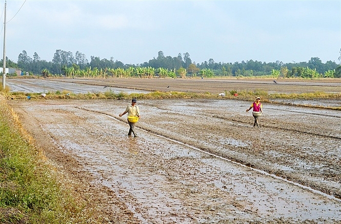 Kiên Giang: Tập trung sản xuất vụ lúa Hè Thu năm 2021 an toàn, hiệu quả