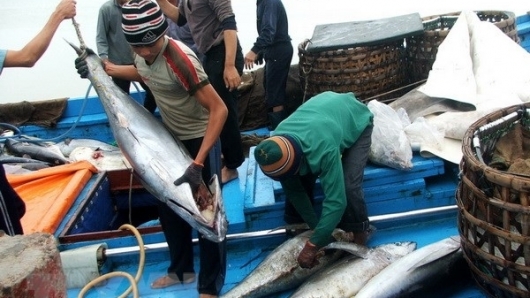 Xuất khẩu cá ngừ 2 tháng đầu năm đạt 85 triệu USD, giảm 10% so với cùng kỳ
