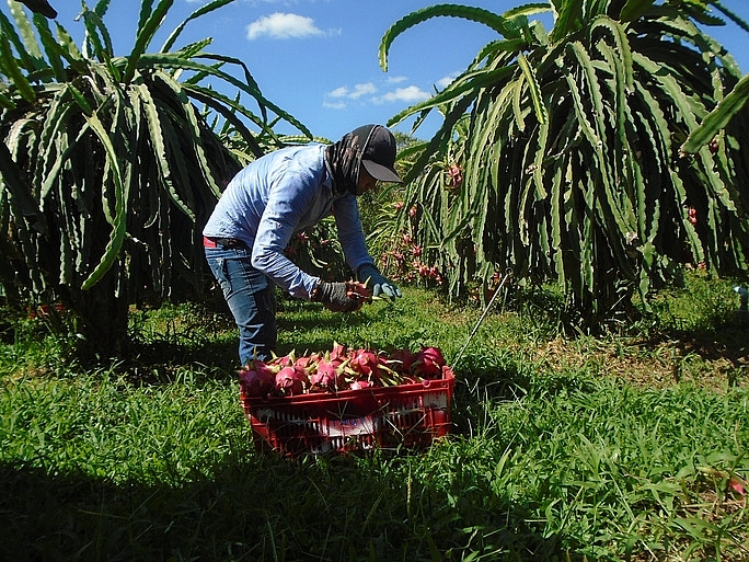 Bình Thuận Phê duyệt chương trình sản xuất thanh long theo tiêu chuẩn VietGAP năm 2021 trên địa bàn tỉnh 