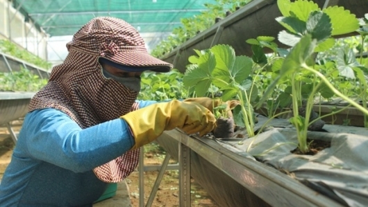 Phú Yên: Bảo đảm an toàn thực phẩm trong lĩnh vực nông nghiệp
