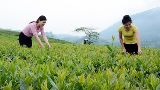Yên Bái: Hỗ trợ phát triển sản xuất kinh doanh chế biến chè ở Văn Chấn