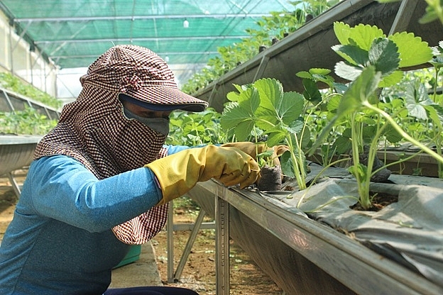 Phú Yên: Bảo đảm an toàn thực phẩm trong lĩnh vực nông nghiệp
