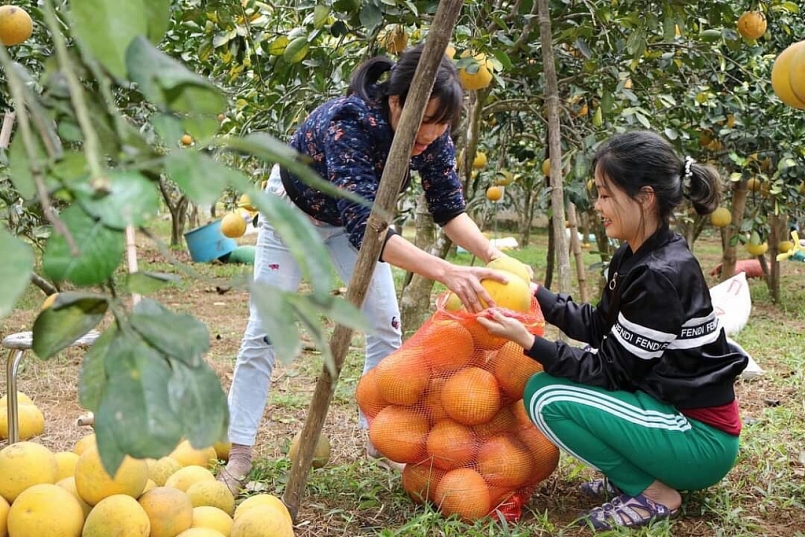 Cho phép 4 đơn vị sử dụng địa danh địa phương đăng ký bảo hộ nhãn hiệu tập thể