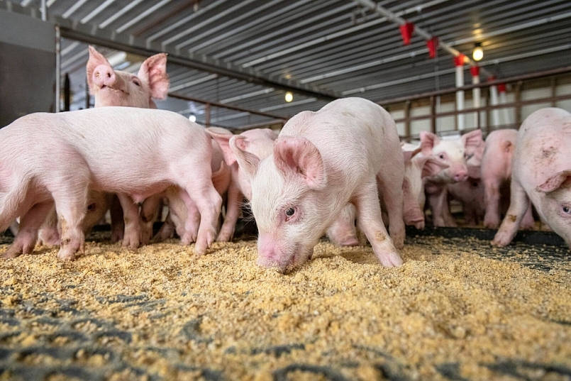 Giá thịt lợn hôm nay 14/4 giảm nhẹ trên cả 3 miền