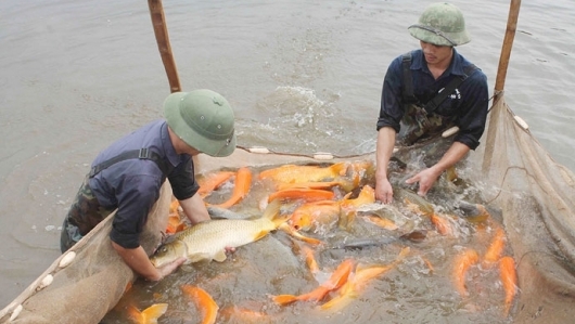 Hà Nội: Phấn đấu diện tích nuôi trồng thủy sản đạt 24 nghìn ha